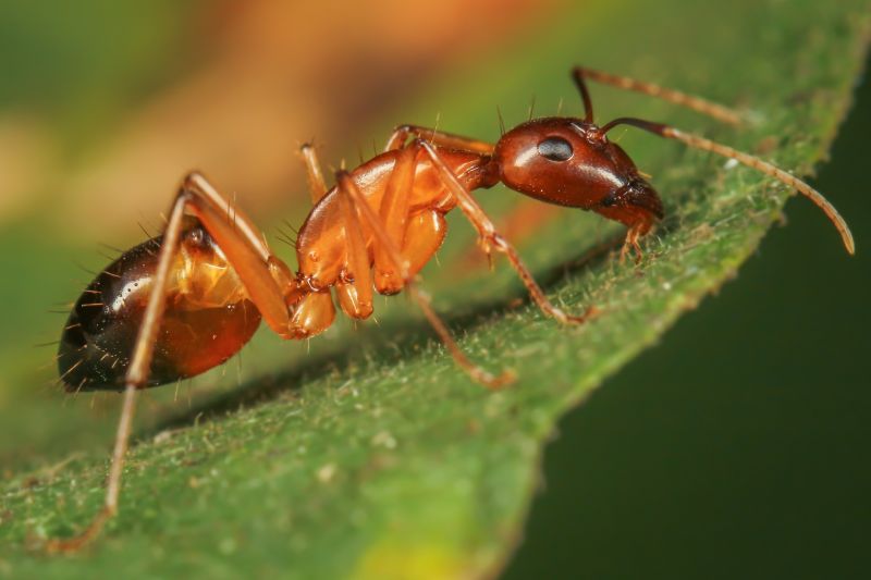 Red Ant Extermination in Katy, TX