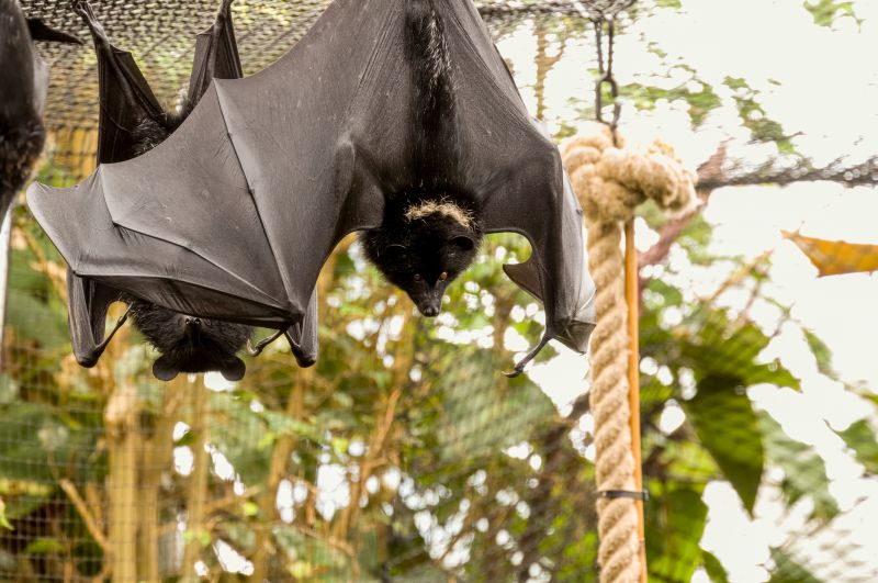 Seasonal Wildlife Issues Homeowners Should Watch For