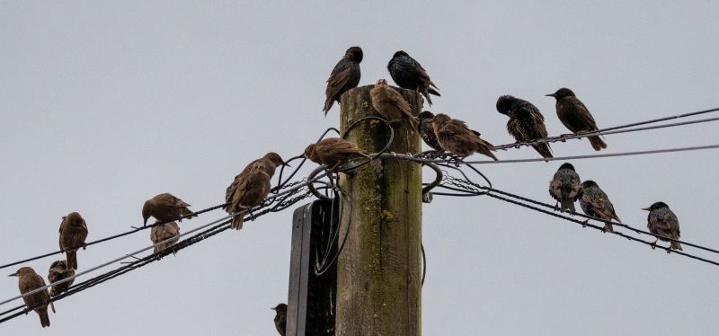 Seasonal Wildlife Issues Homeowners Should Watch For