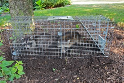 Seasonal Wildlife Issues Homeowners Should Watch For