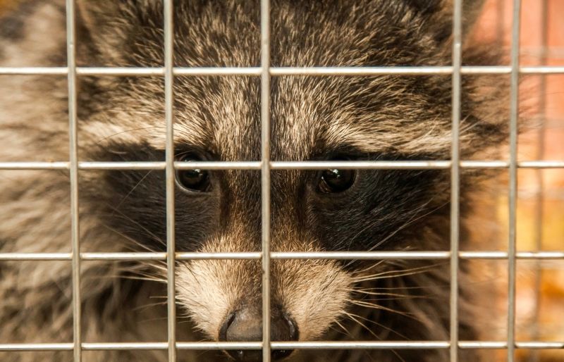 Seasonal Wildlife Problems For Homeowners