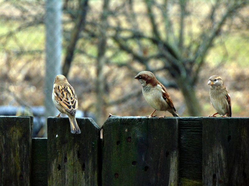 Seasonal Wildlife Problems For Homeowners