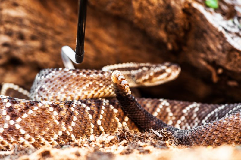 Snakes Near Your Property: What Attracts Them And When Removal Is Necessary