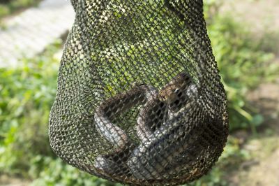 Snakes Near Your Property: What Attracts Them And When Removal Is Necessary