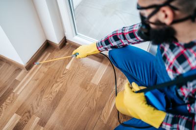 Spider Control Service in Rockwall, TX