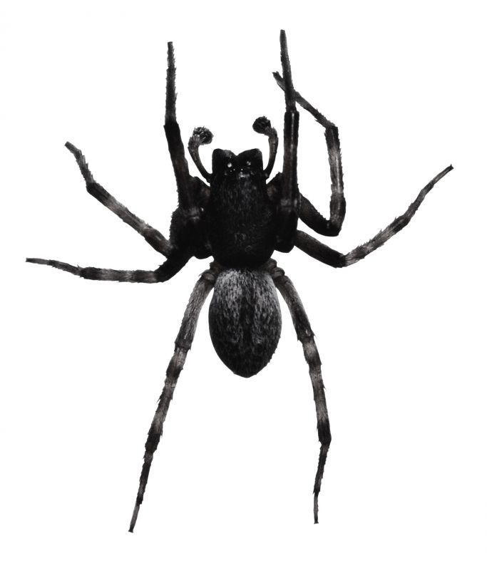 Spider Extermination Service in Katy, TX