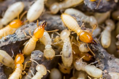 Termite Inspection Service in Frisco, TX