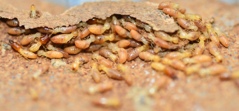 Termite Prevention in Katy, TX