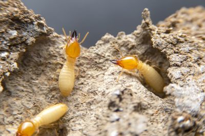 Termite Service in Katy, TX
