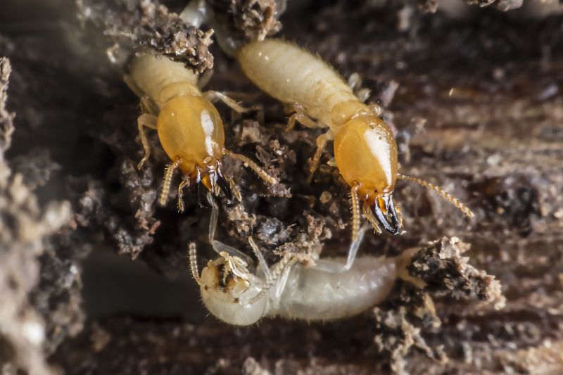 Termite Service in Katy, TX