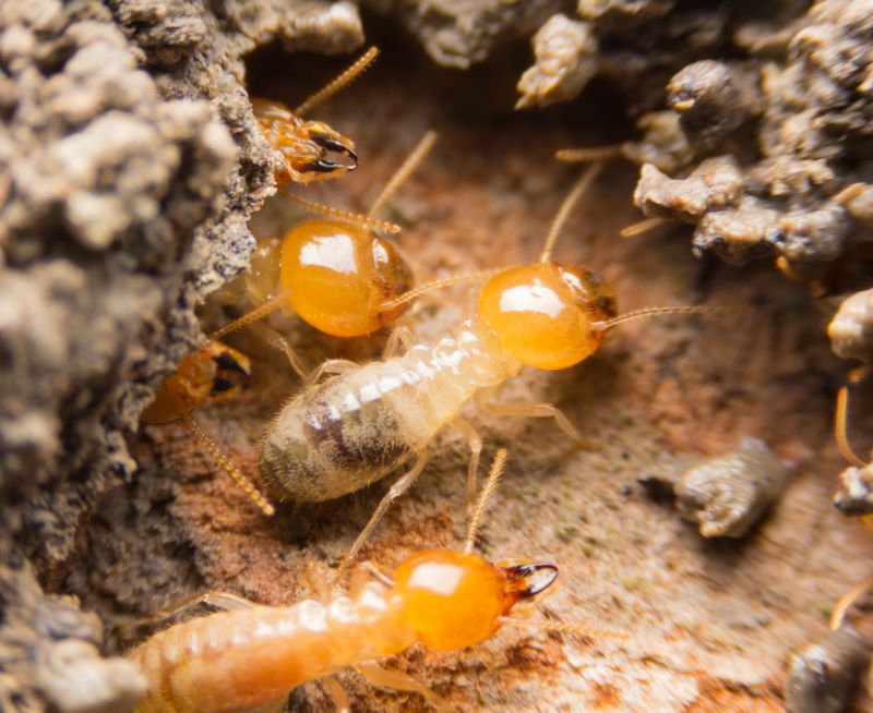 Termites Extermination in Katy, TX