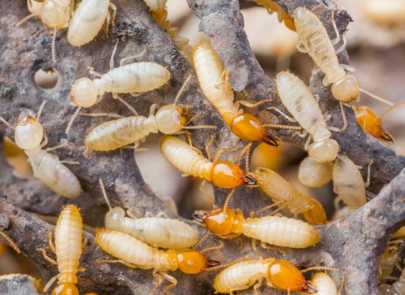 Termites Extermination in Frisco, TX