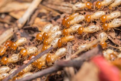 Termites Extermination in Frisco, TX