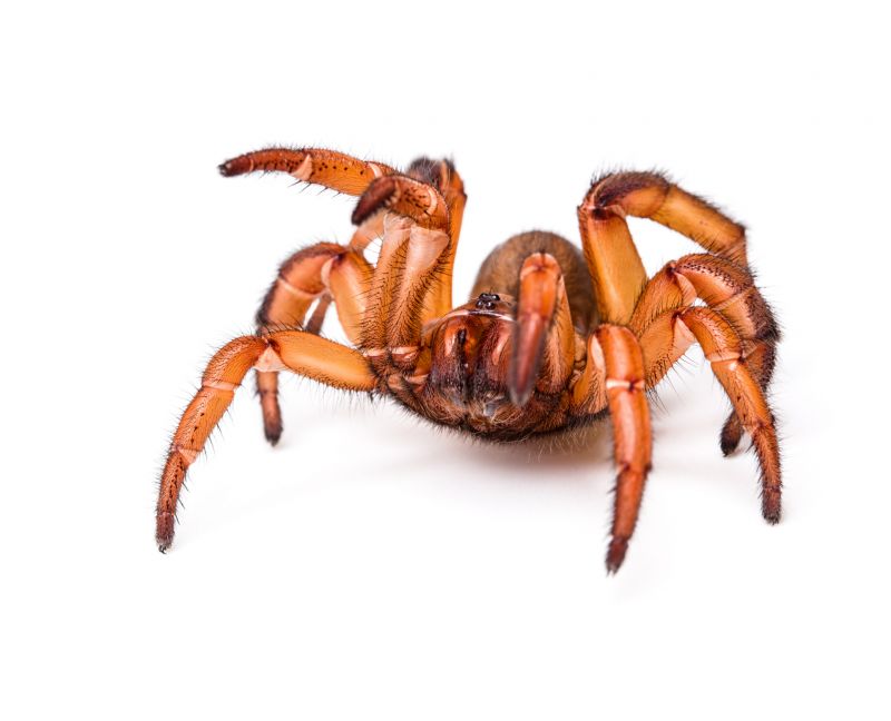 Trapdoor Spider Removal in Denton, TX