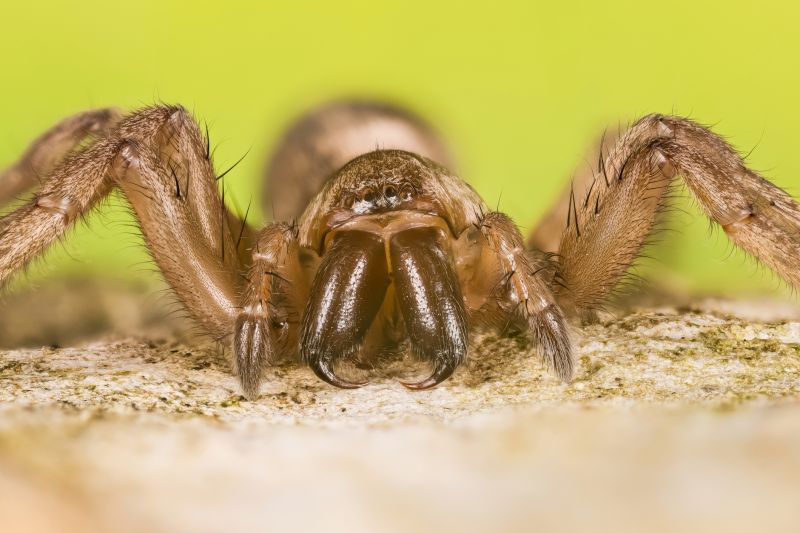 Trapdoor Spider Removal in Fort Worth, TX