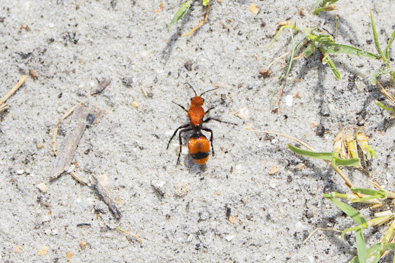 Velvet Ant Extermination in New Braunfels, TX