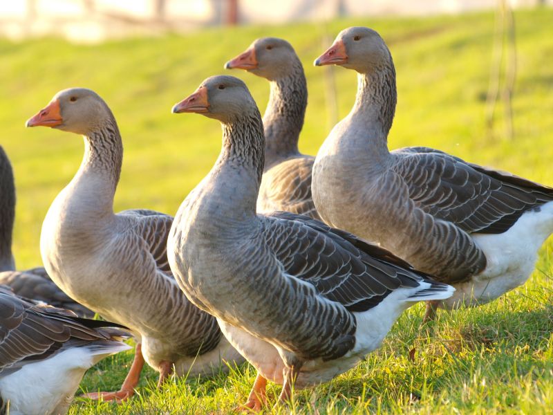 When Diy Wildlife Removal Becomes Risky And Professional Help Is Needed
