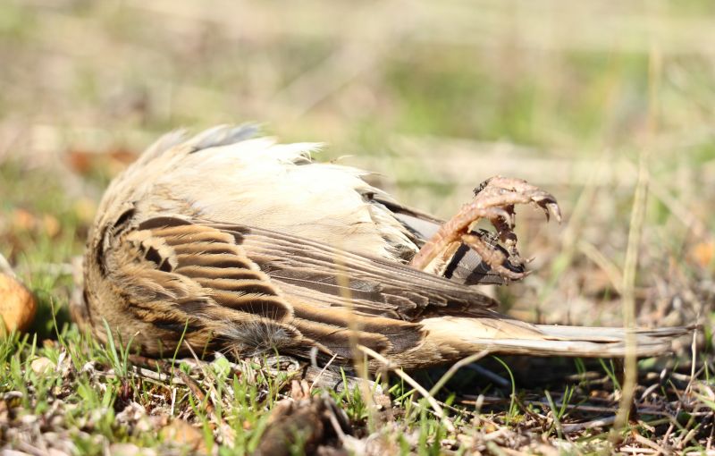 When Diy Wildlife Removal Becomes Risky And Professional Help Is Needed