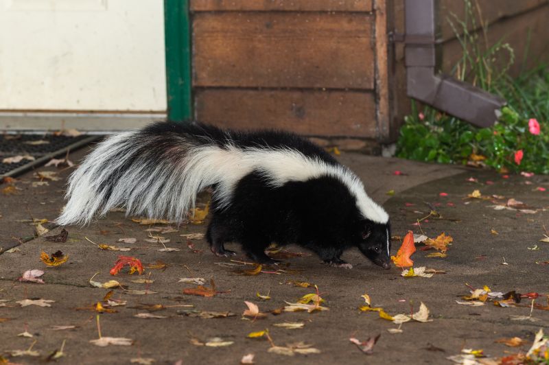 Skunk Encounters