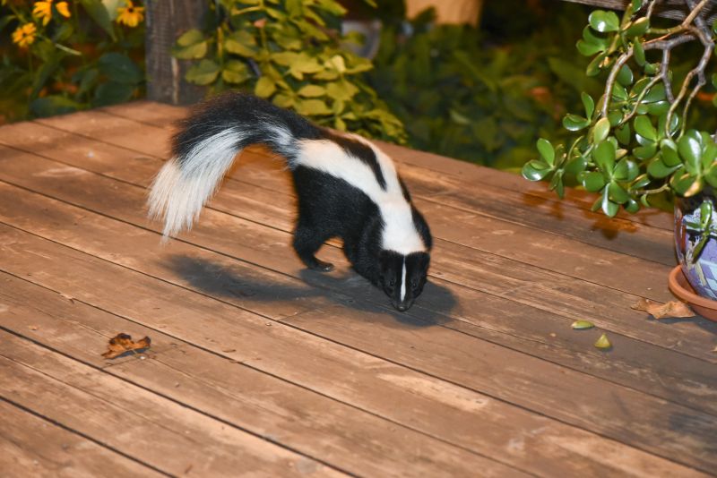 Skunk Dens