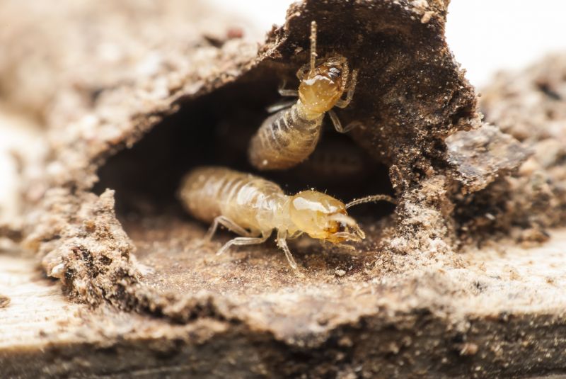 Winged Termite Extermination in Frisco, TX