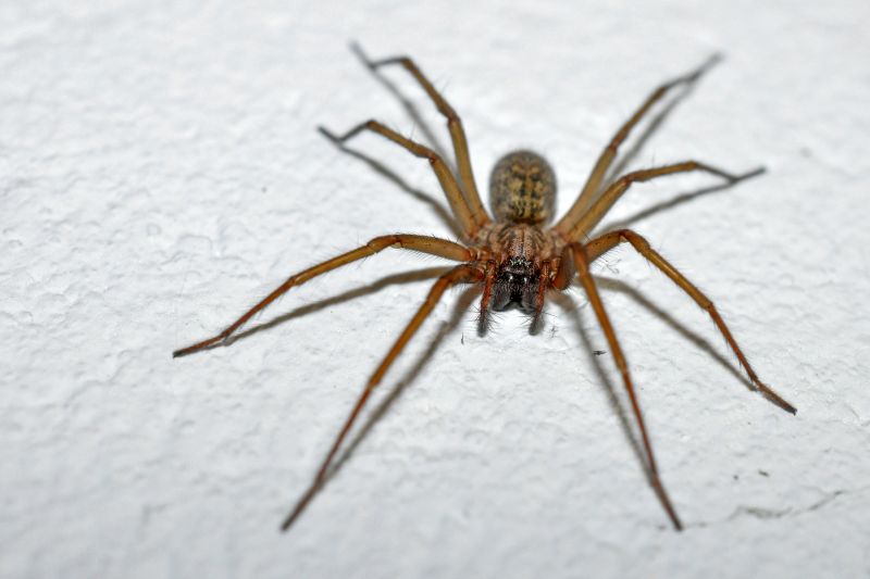 Wolf Spider Removal in Mckinney, TX