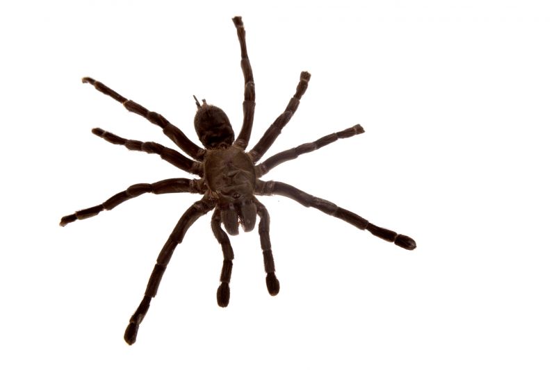 Wolf Spider Removal in Rockwall, TX