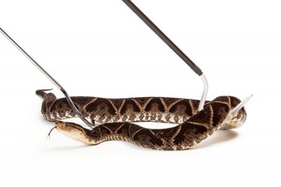 Ease Your Mind with Snake Control!