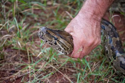 Remove Snakes!